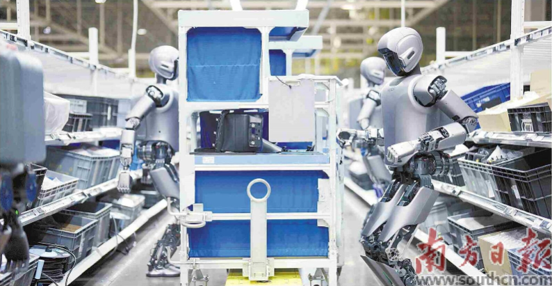 優(yōu)必選工業(yè)人形機器人在工廠開展協(xié)同實訓(xùn)。 南方日報記者 朱洪波 通訊員 羅艷 攝